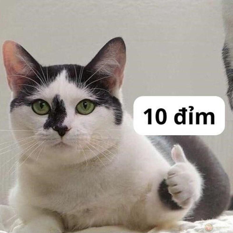 Mười điểm meme