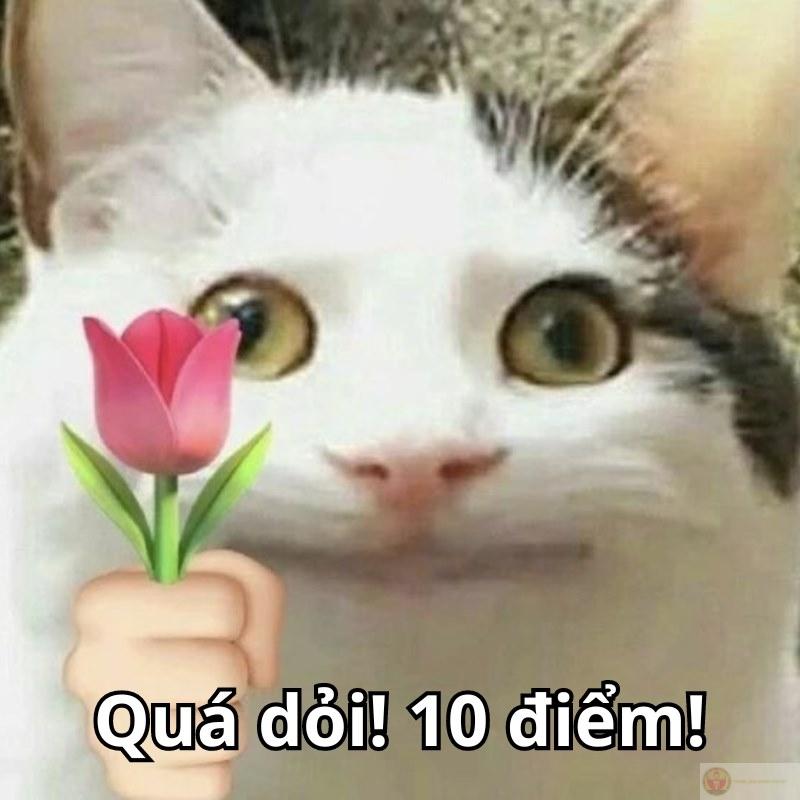 10 điểm không có nhưng meme