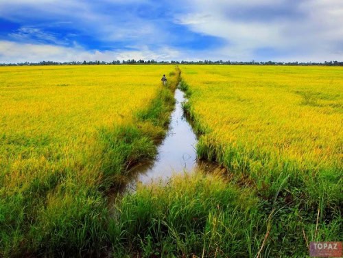 Cánh đồng lúa mênh mông