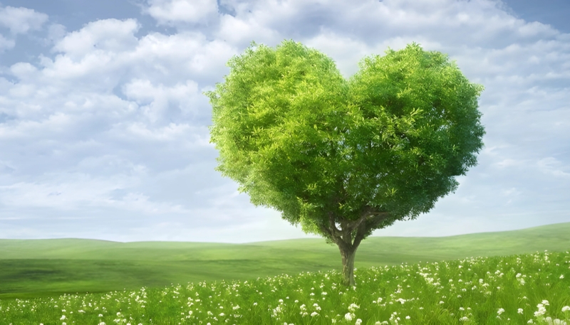 Hình ảnh cây xanh trong trường học