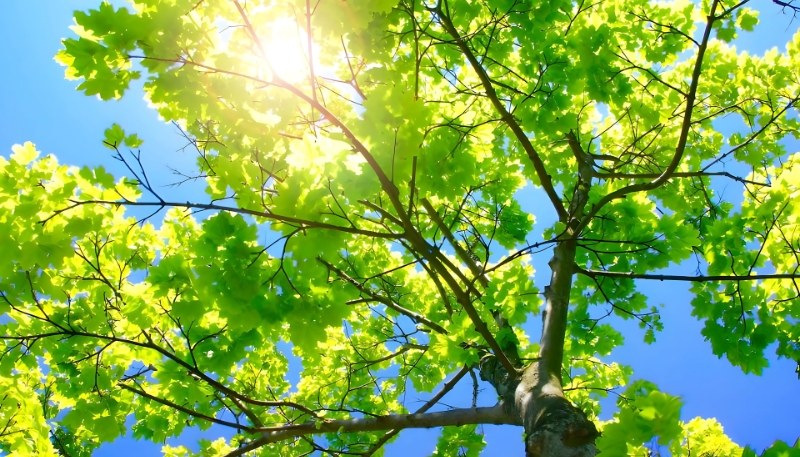 Hình nền cây xanh cho máy tính