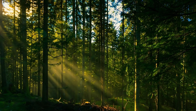 Hình nền cây xanh tươi mát