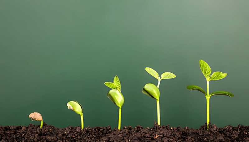 Hình nền rừng cây xanh tươi mát cho máy tính