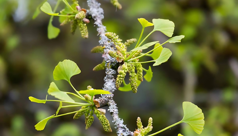 Tải hình nền chồi non cây xanh đẹp nhất