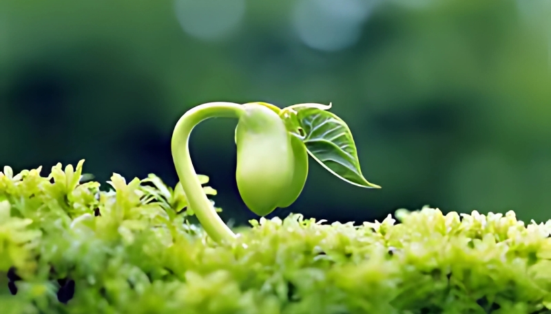 Hình ảnh chồi non cây xanh thiên nhiên làm hình nền