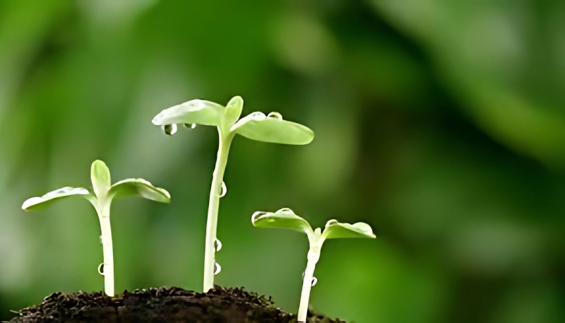 Bộ sưu tập hình nền cây xanh và chồi non mới nhất