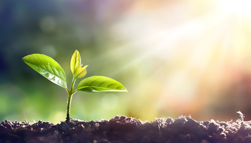 Tải hình nền cây xanh chồi non cho điện thoại