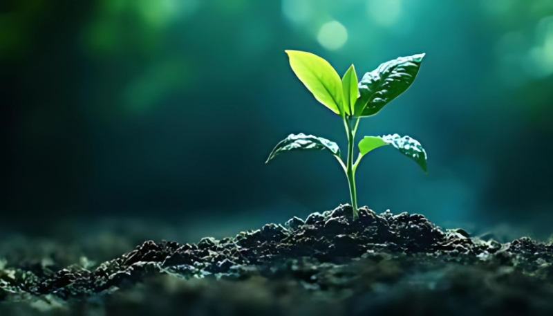 Bộ sưu tập hình nền chồi non cây xanh Full HD