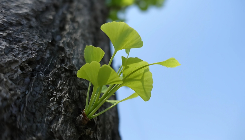 Hình ảnh cây xanh chồi non nghệ thuật