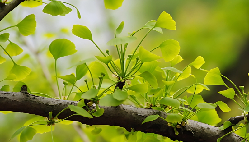 Hình nền cây xanh chồi non 3D độc đáo