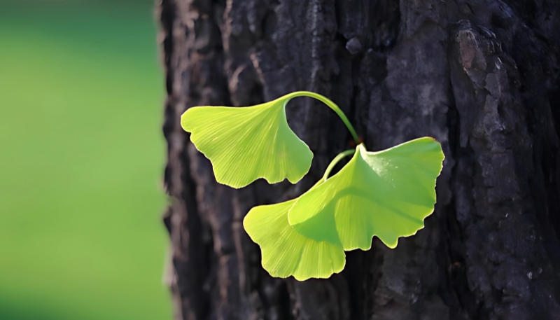 Tải hình nền cây xanh chồi non 4K miễn phí