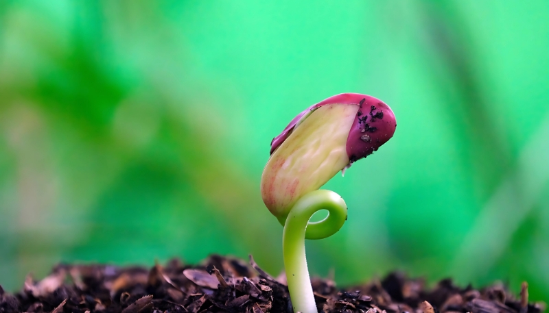 Hình ảnh chồi non cây xanh dễ thương cho laptop