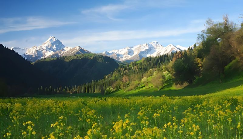 Hình nền cây xanh thảo nguyên 4K