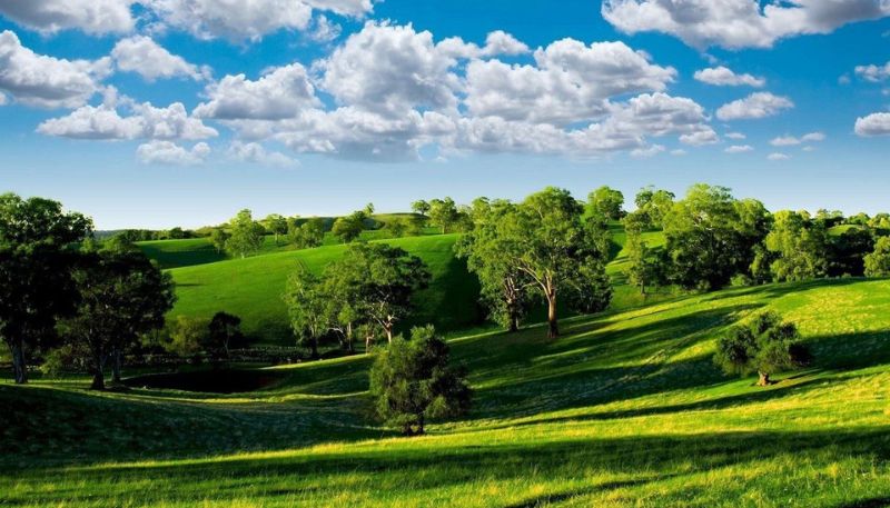 Bộ sưu tập hình ảnh cây xanh trên thảo nguyên rộng lớn