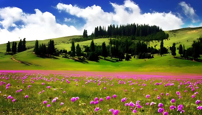 Tải hình nền cây xanh thảo nguyên cho điện thoại