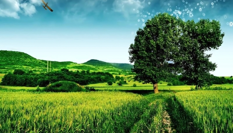 Tải ảnh cây xanh