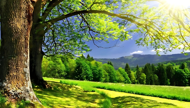 Hình nền cây cỏ đẹp