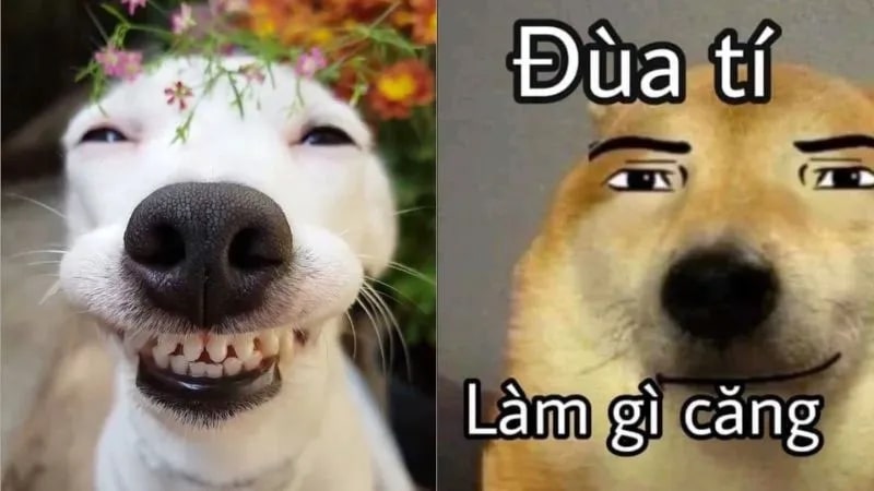 Meme chú chó ngày càng được lan truyền mạnh mẽ.