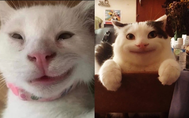 Meme vui nhộn về chú mèo đang cười đểu