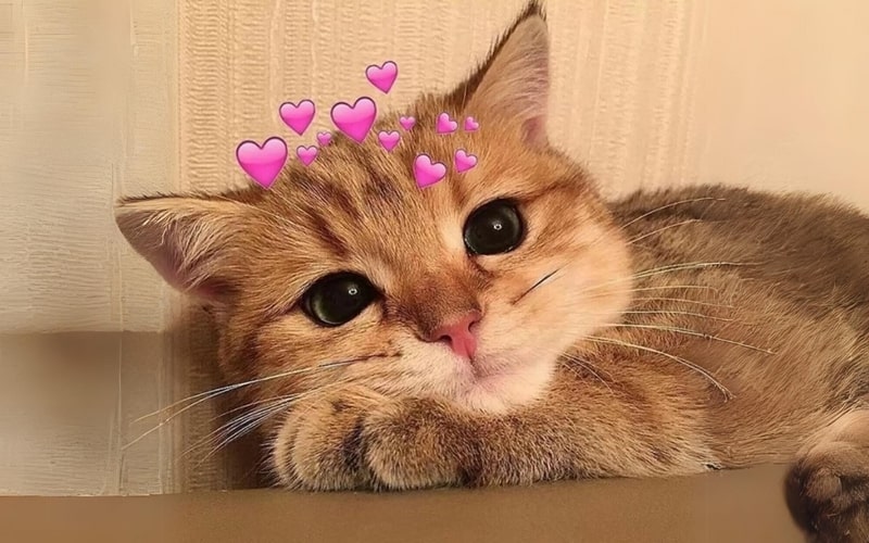 Ảnh meme hài hước về em bé có thể cho bạn để avatar của mình.