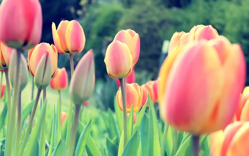 Ảnh hoa Tulip chill, nhẹ nhàng cho điện thoại