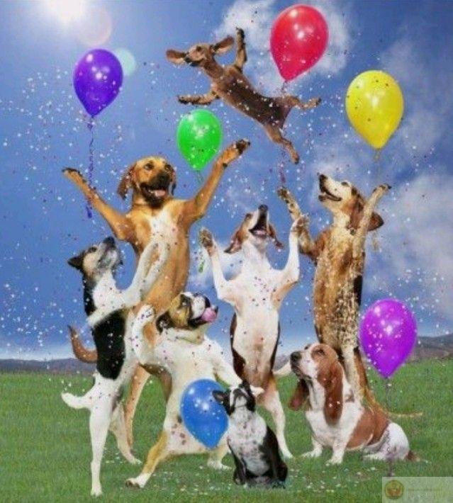 Mừng sinh nhật, tiếp tục gánh nghiệp từ năm ngoái