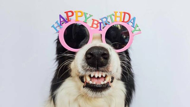 99+ Ảnh Sinh Nhật Hài Hước Có Nhậu Không Bá Đạo Nhất