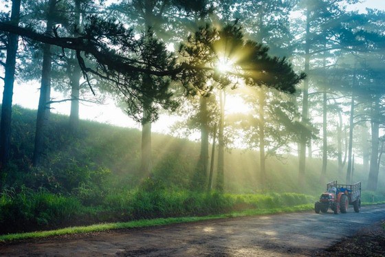 Đà Lạt mờ ảo trong màn sương vào mỗi sớm mai thức dậy