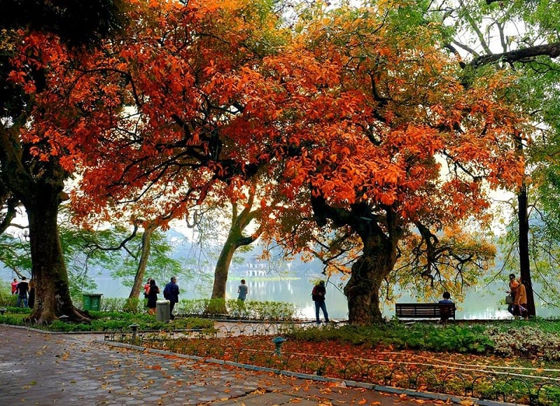 Lộc vừng thay lá bên cạnh hồ Gươm - Khung cảnh lãng mạn được nhiều người tìm đến ngắm nhìn