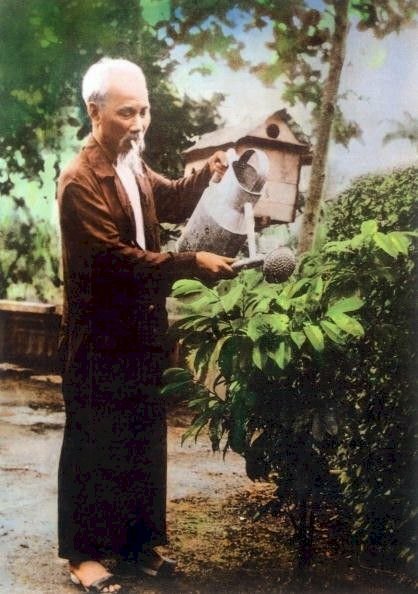 Hình ảnh Bác Hồ chăm sóc cây cối thật giản dị, đáng kính