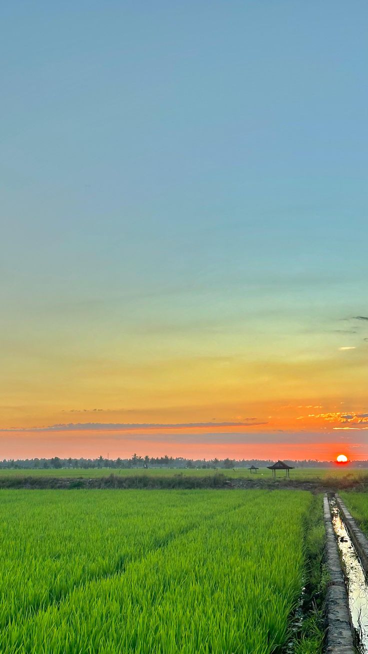 Hình ảnh bình yên ở quê khi gà gáy vang vọng khắp xóm làng