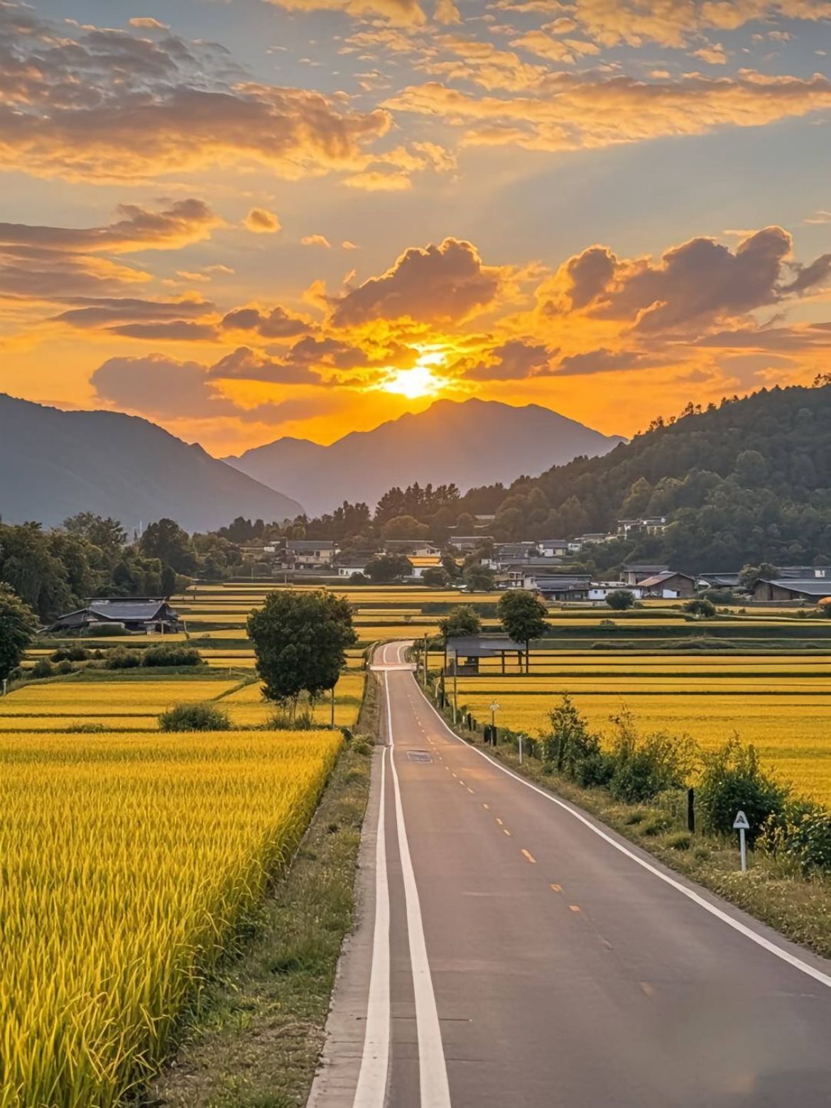 Ảnh đồng quê chilll giữa không gian sương giăng và tiếng chim hót