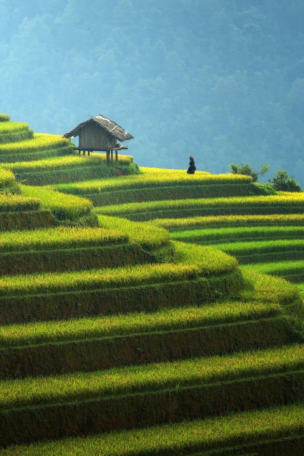 Hình ảnh đồng quê đẹp nhất với ruộng bậc thang xếp lớp kỳ vĩ