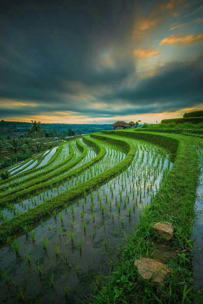 Cảnh quê yên bình khi chiều xuống trên ruộng bậc thang tây bắc