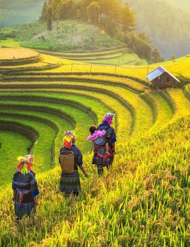 Hình nền quê hương việt nam là ruộng bậc thang ẩn giữa núi rừng