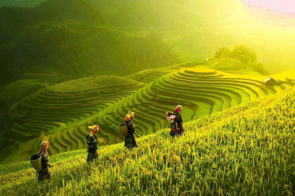 Hình ảnh làng quê yên bình có ruộng bậc thang mờ trong sương