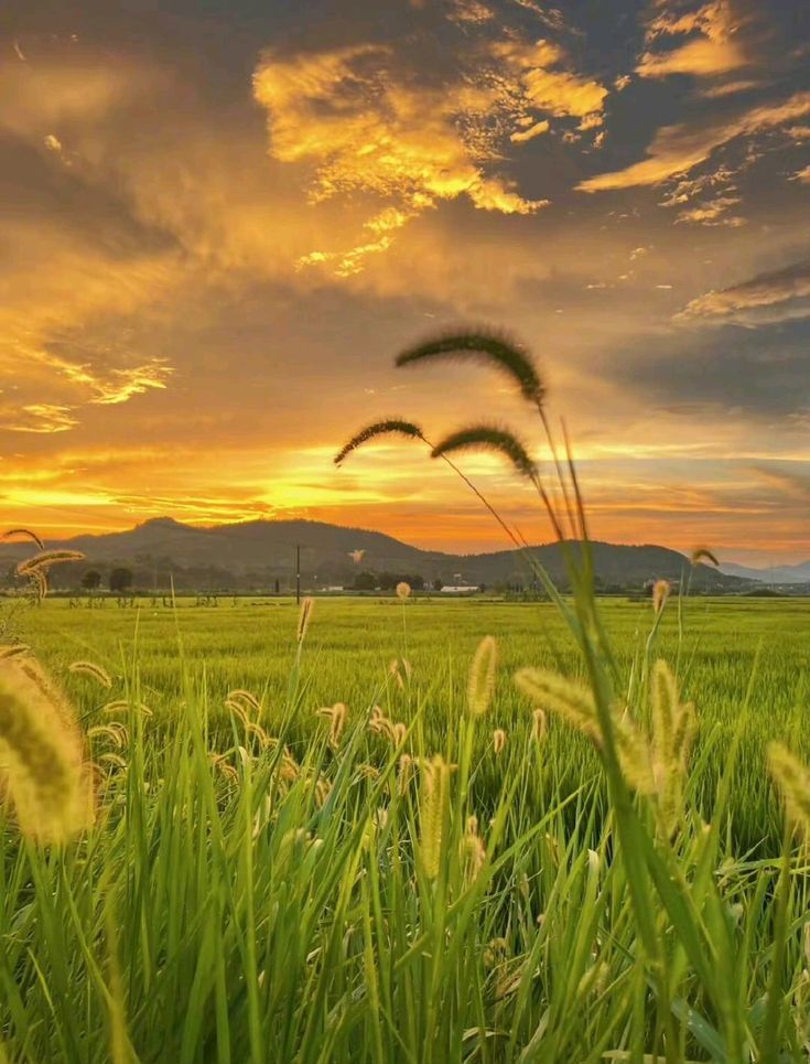 Ảnh đồng quê khi hoàng hôn