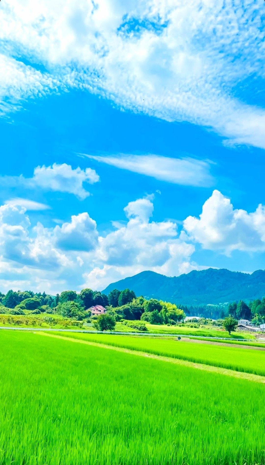 Hình ảnh đồng quê đẹp nhất mùa hè