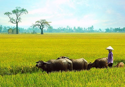 Hình ảnh bình yên ở quê cùng đàn trâu