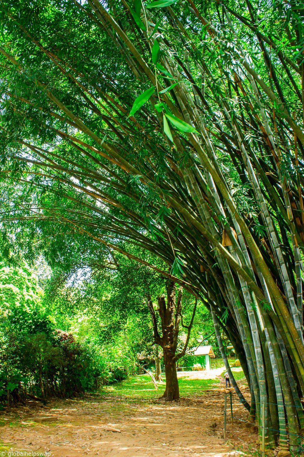 Hình ảnh làng quê yên bình bên lũy tre và tiếng chim hot