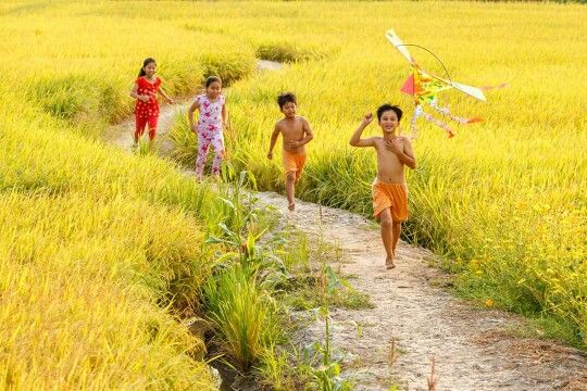 Ảnh đồng quê có trẻ con thả diều trên cánh đồng lúa