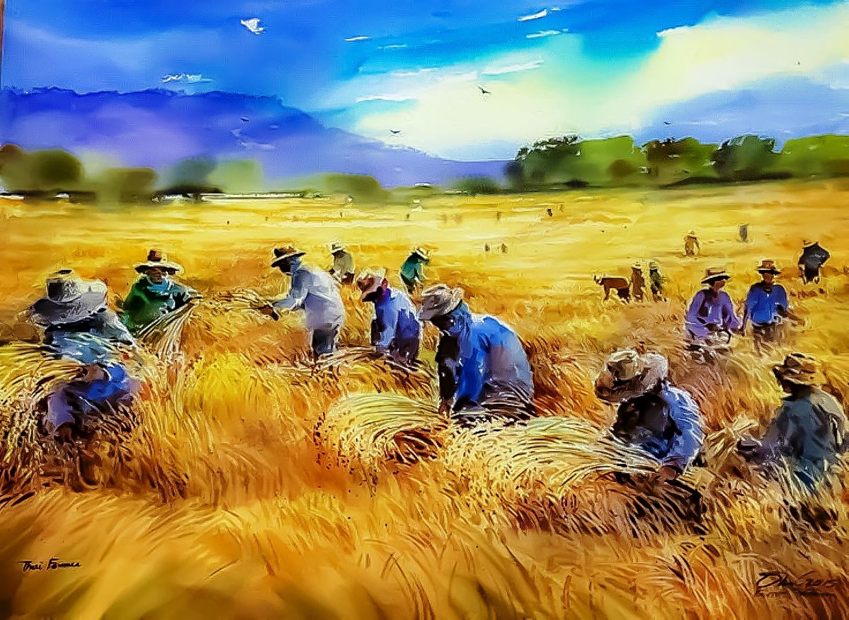 Hình ảnh làng quê yên bình người dân gặt lúa trên nương