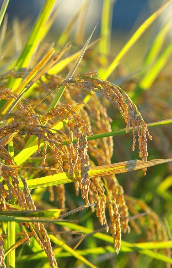 Hình ảnh làng quê yên bình nơi lũ trẻ chơi đùa thả diều