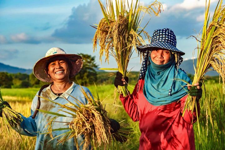 Hình ảnh làng quê yên bình trong mùa thu hoạch lúa