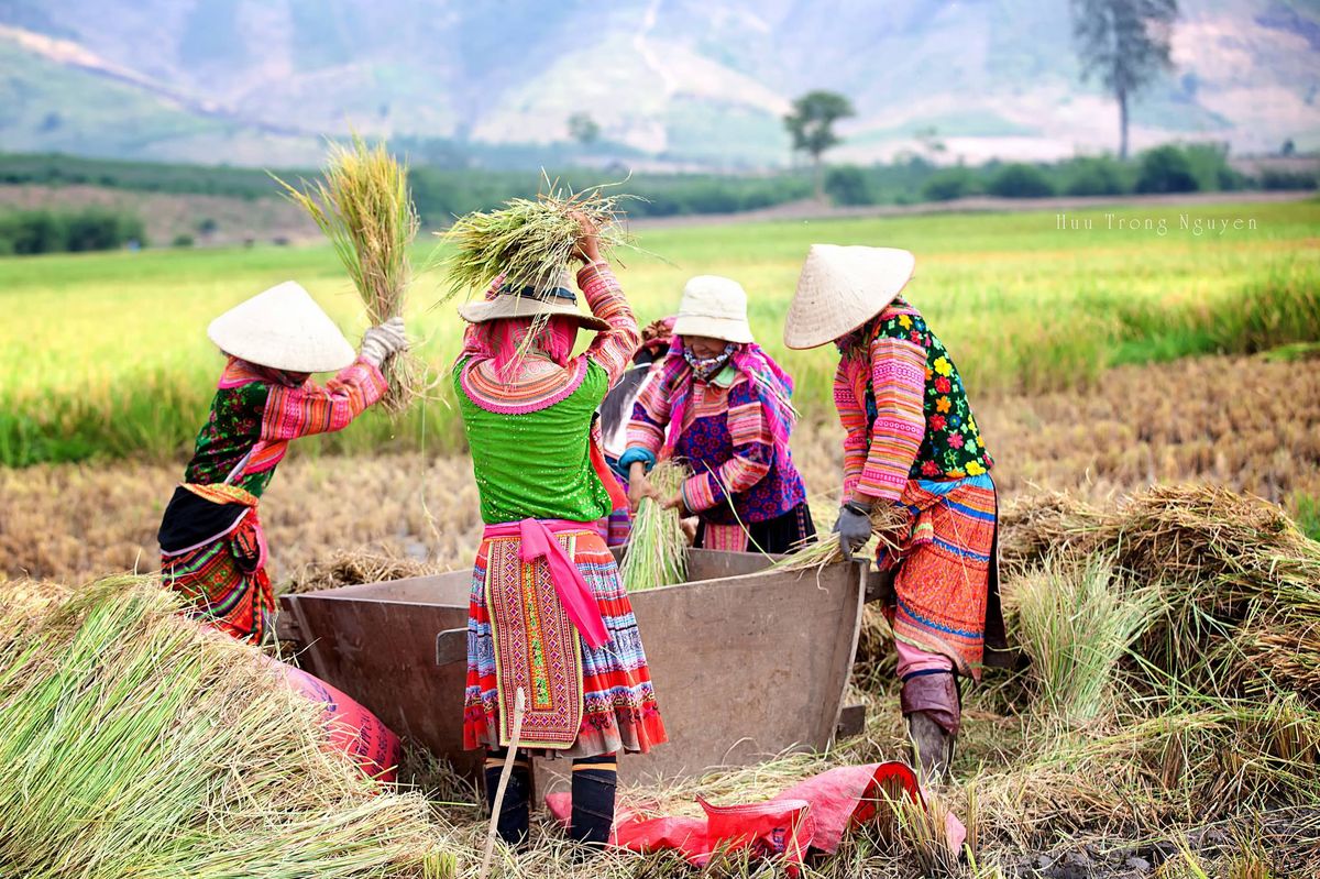 Cảnh đồng quê mùa gặt lúa chín vàng rượm cả cánh đồng