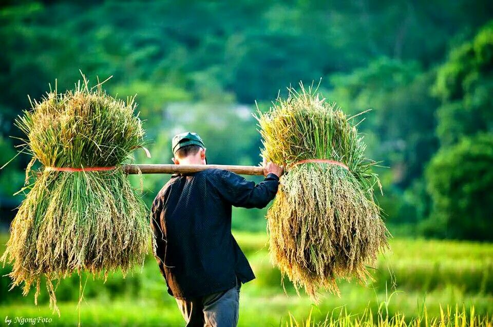 Hình ảnh làng quê thanh bình có đàn cò bay về cuối trời