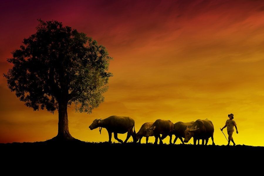 Ảnh đồng quê với hoàng hôn trái đại