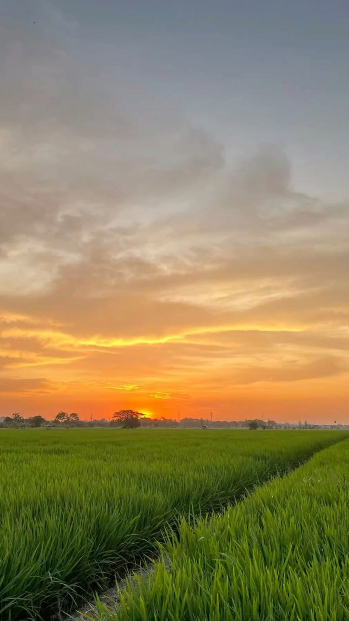 Hình ảnh làng quê thanh bình dưới ánh sáng hồng đầu ngày mới