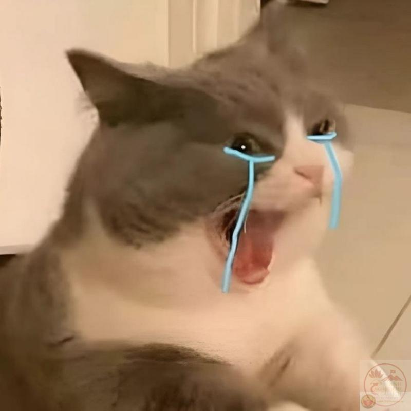 động vật ngơ ngác đáng yêu