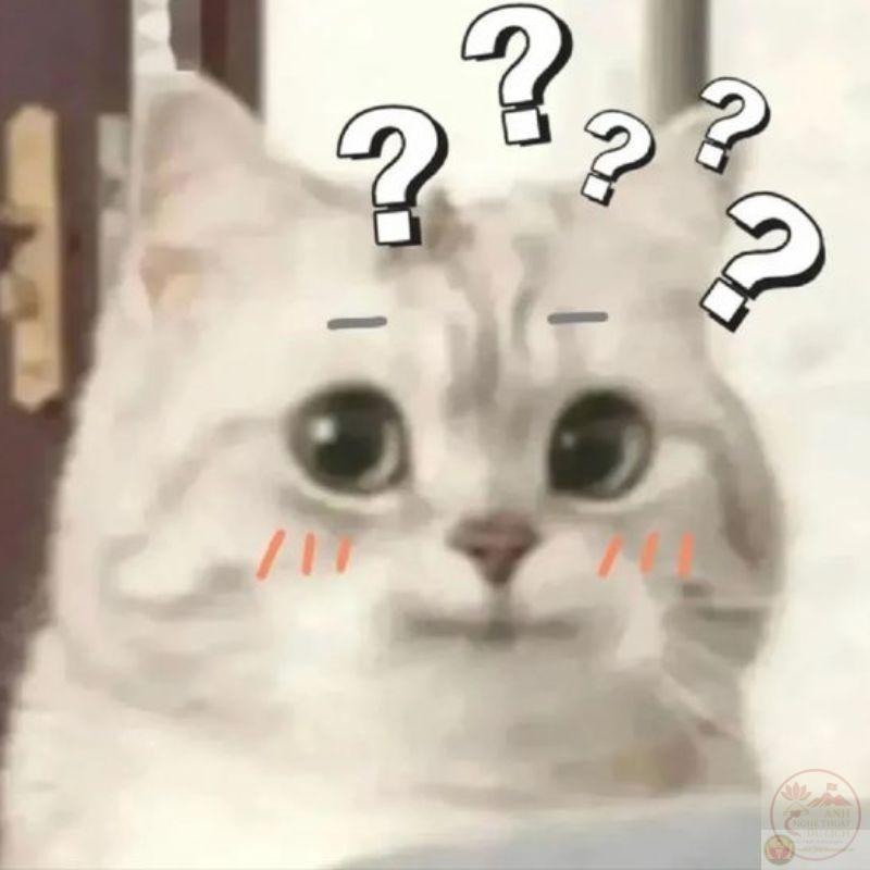 động vật đáng yêu khó đỡ